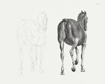 The anatomy of the horse (1853) print in high… | Free public domain illustration
