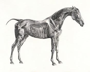 The anatomy of the horse (1853) print in high… | Free public domain illustration