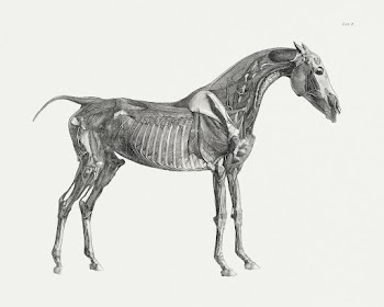The anatomy of the horse (1853) print in high… | Free public domain illustration