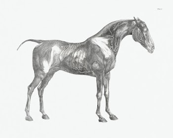 The anatomy of the horse (1853) print in high… | Free public domain illustration