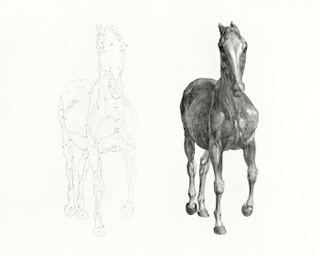 The anatomy of the horse (1853) print in high… | Free public domain illustration