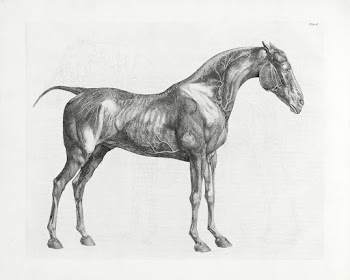 The Anatomy of the Horse, including a… | Free public domain illustration
