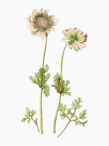 The anemone Green Knight vintage illustration | Free stock vector - 503582