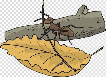 The Ants Insect Leaf , Ants on leaves transparent background PNG clipart