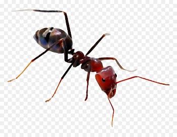 The Ants Meat ant Hymenopterans Carpenter ant -  
