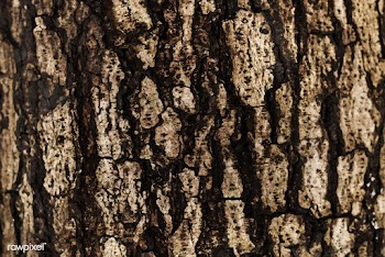 The bark of a tree background | Free stock vector - 524997