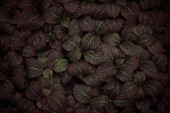 The beds of this plant look brown from a distance - it's only when you get up close that you see the electric pink streaking between the leaves of green.