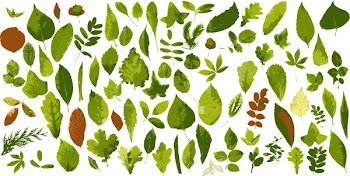 The big collection of leaves