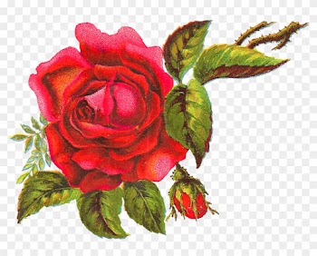The Big Red Rose Is Surrounded By Bright Leaves, Parts - Garden Roses