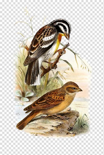 The Birds of America Watercolor painting Illustration, Hand-painted watercolor paint aquatic bird transparent background PNG clipart