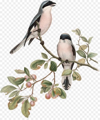 The birds of Great Britain Art Drawing Illustration - bird 