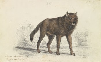 The Black Wolf by Charles | Free Photo - rawpixel