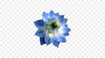 The Blue Flower Flower garden - pastel flower 
