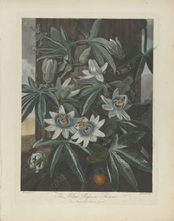 The Blue Passion Flower, 1800, | Free Photo - rawpixel