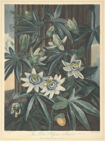 The Blue Passion Flower | Free Photo - rawpixel