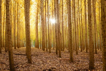 The Boardman Tree farm in northern Oregon was an incredible place to visit. The 25,000 acres of poplar trees made for an almost otherworldly experience in the fall. The farm was sold in January of 2016 to be cut down and used for cow pastures and agriculture. This photo was taken during during the autumn of 2016 before the bulk of the man made forest was removed. Small sections reportedly still remain, but not at the mind blowing scale of a few years ago. 