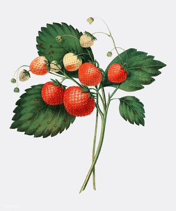 The Boston Pine Strawberry (1852) by Charles .. | Free stock vector - 471336