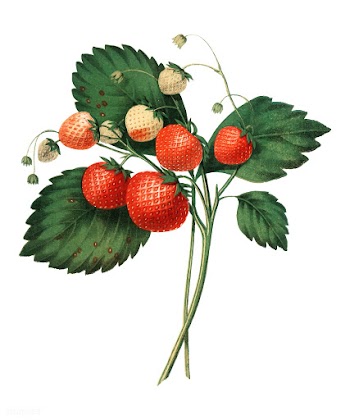 The Boston Pine Strawberry (1852) by Charles .. | Free stock vector - 471343
