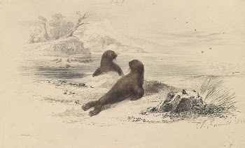 The Brown Fur Seal | Free Photo - rawpixel