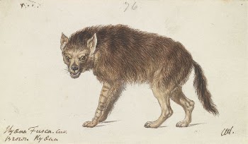 The Brown Hyena by Charles | Free Photo - rawpixel