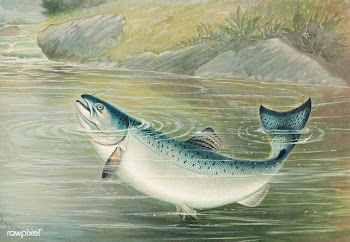The California salmon (ca. 1879) by Samuel Kilbourne. Original from Mu.. | Free public domain illustration - 2334410