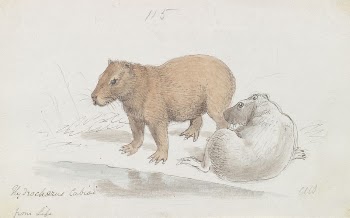 The Capybara by Charles Hamilton | Free Photo - rawpixel
