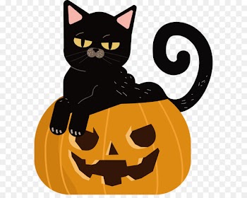 The cat sitting in the pumpkin 