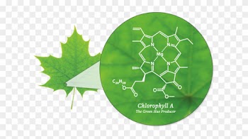 The Changing Colors - Chlorophyll In A Leaf
