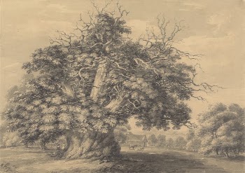 The Chestnut Tree at Little | Free Photo - rawpixel