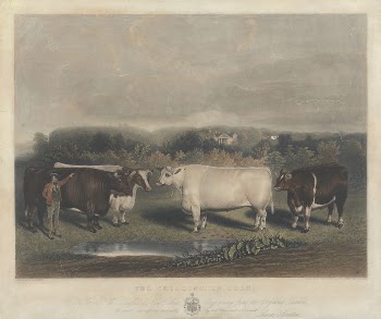 The Chillington Oxen | Free Photo - rawpixel