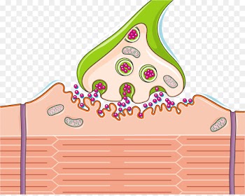 The Cholinergic Synapse Neuromuscular junction Nervous system Spinal cord - brain 