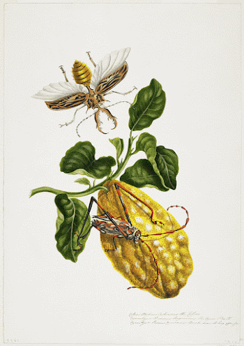 The Citron and Insects during 19th | Free Photo - rawpixel