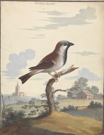 The Cock Sparrow by George | Free Photo - rawpixel