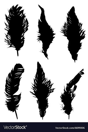 The collection of feathers vector image