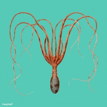 The common octopus (Octopus vulgaris) illustr.. | Free stock vector - 467246