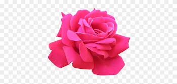 The Community For Graphics Enthusiasts - Pink Rose Flower Png