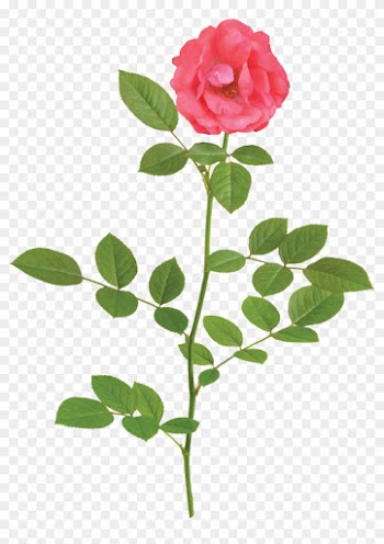 The Coral Drift® Rose - Rose White