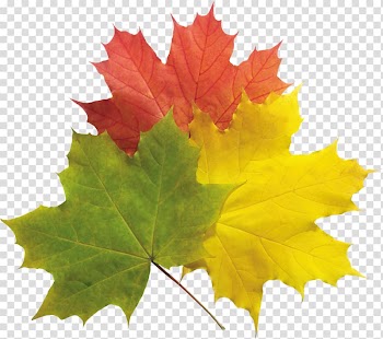 The Cost of Caring: 5 Strategies for Overcoming Stress and Fatigue Autumn , autumn transparent background PNG clipart