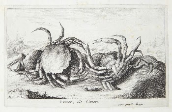 the crab (Cancer) | Free Photo - rawpixel