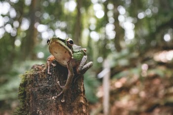 The cutest little treefrog. Found in a nature preserver for orangutans in Malaysian Borneo.
