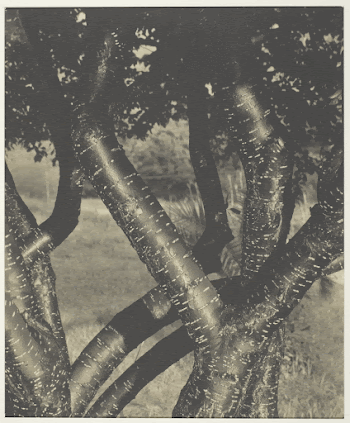 The Dancing Trees (1922) by Alfred | Free Photo - rawpixel