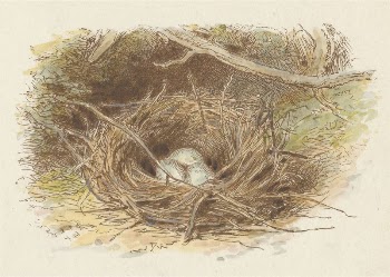 The Deserted Nest (tail piece) | Free Photo - rawpixel