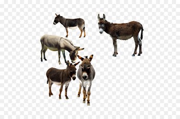 The Donkey Sanctuary Mule Image Portable Network Graphics - donkey 