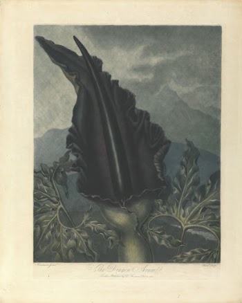 The Dragon Arum, 1801, from Robert | Free Photo - rawpixel