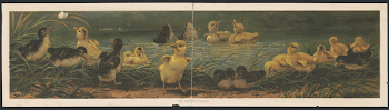 The ducklings' paradise | Free Photo - rawpixel