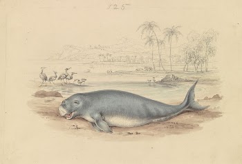The Dugong | Free Photo - rawpixel