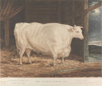 The Durham White Ox / | Free Photo - rawpixel