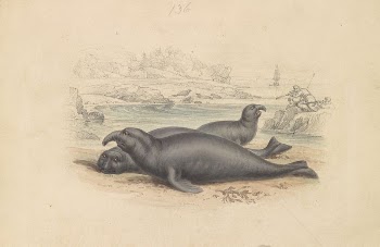 The Elephant Seal | Free Photo - rawpixel