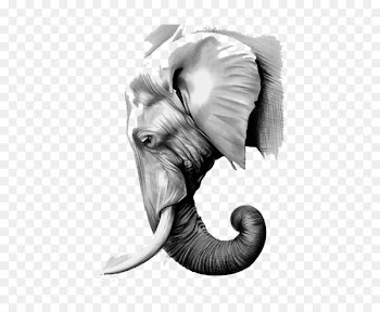 The Elephants Paper Asian elephant Graphite - Sketch white elephant 