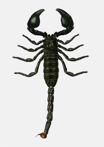 The Emperor Scorpion (Buthus Afer) illustrate.. | Free stock vector - 467284